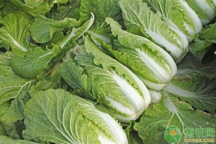 想要防治大白菜干心病,应该怎么防治呢？