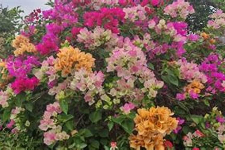 夏季三角梅施肥有哪些注意事项