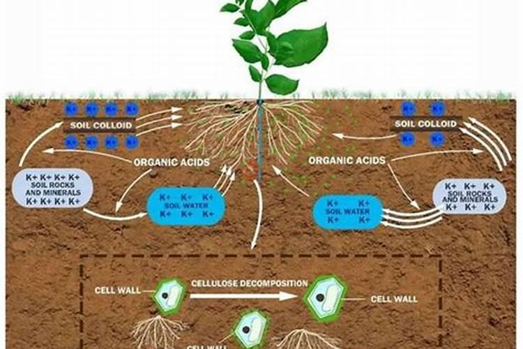 苹果树怎样吸收氮、磷、钾肥