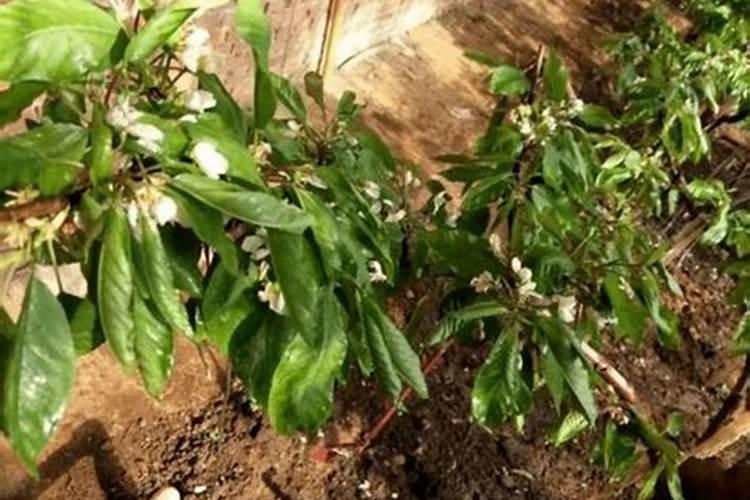 大樱桃花前和花后,打那些药能够提高做果,也不伤害果树长