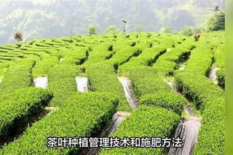 茶叶用什么肥料好？茶叶生态种植技术方案