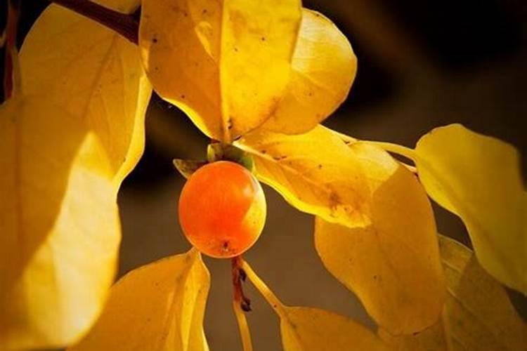 柿子在鸡蛋大小时候掉落,是什么原因,应该如何处理