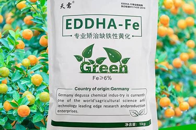 非洲菊的详细种植方法