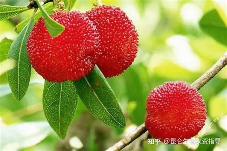 杨梅膨果期打什么叶面肥长的快？杨梅保花保果使用的肥料？