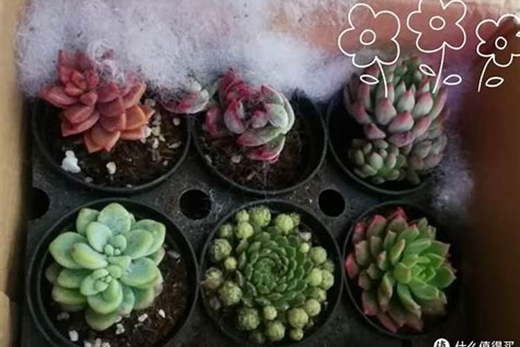多肉 磷肥 磷肥在多肉上怎么用
