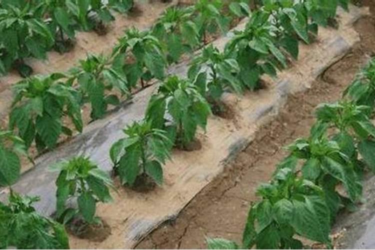 辣椒开花期一亩地滴两公斤左右高钾肥合适吗