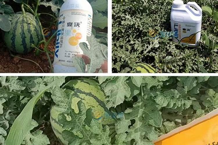 西瓜什么时候施硼肥