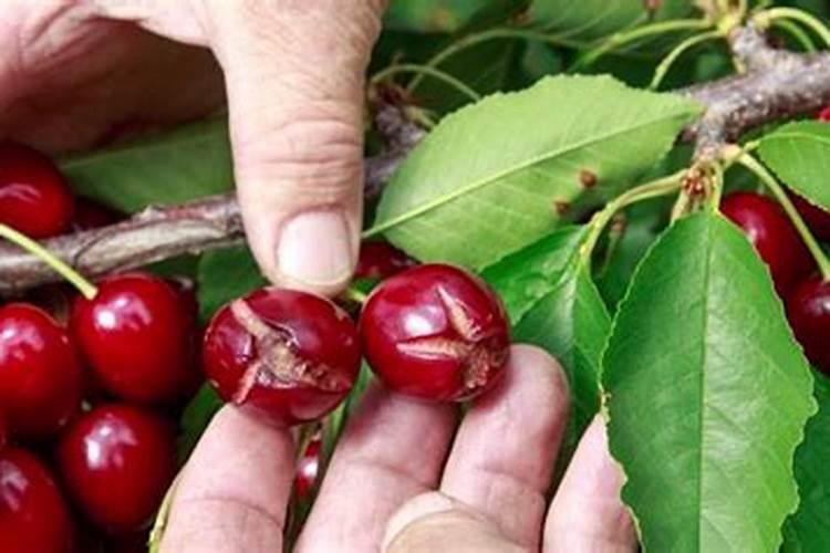 樱桃防裂果最佳方法