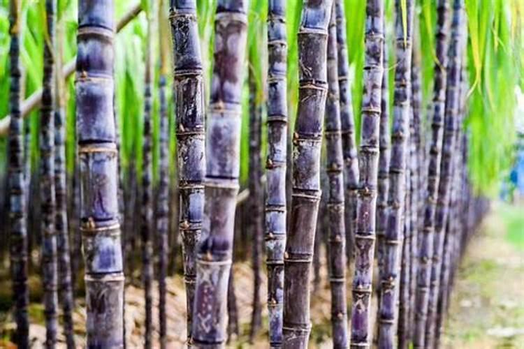 种黄金甘蔗什么时候变黄色