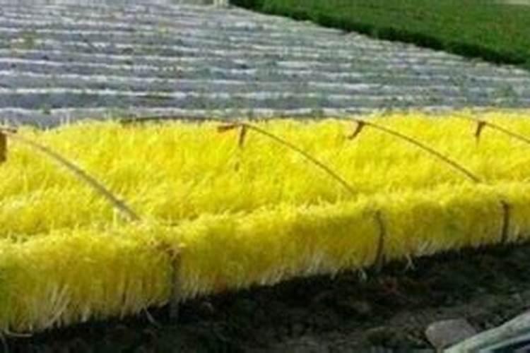 月季在冬季施什么肥好