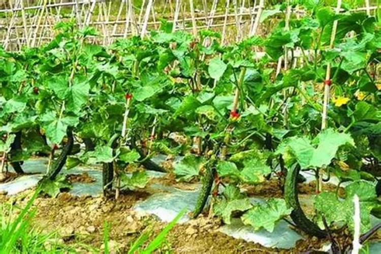 秋季梨树怎么施肥？遵循什么原则