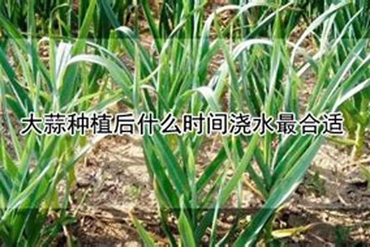 蒜苗叶子发黄怎么治