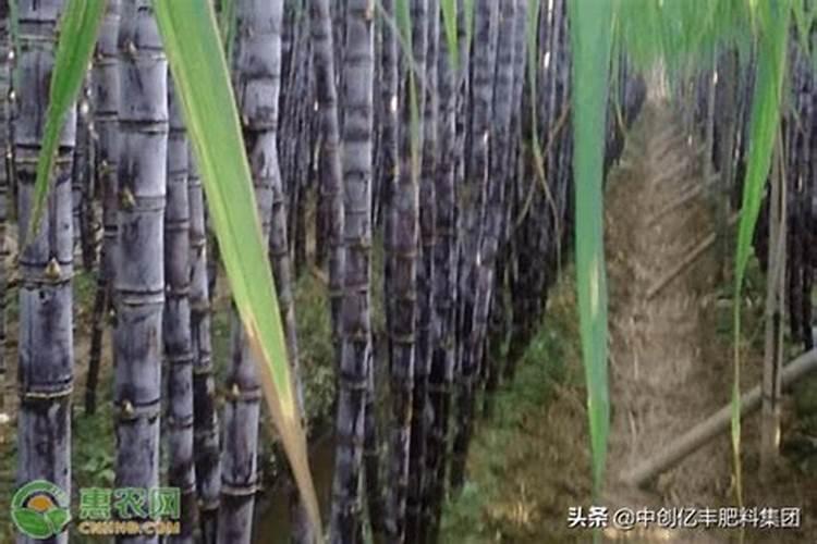 复合肥100斤价格表