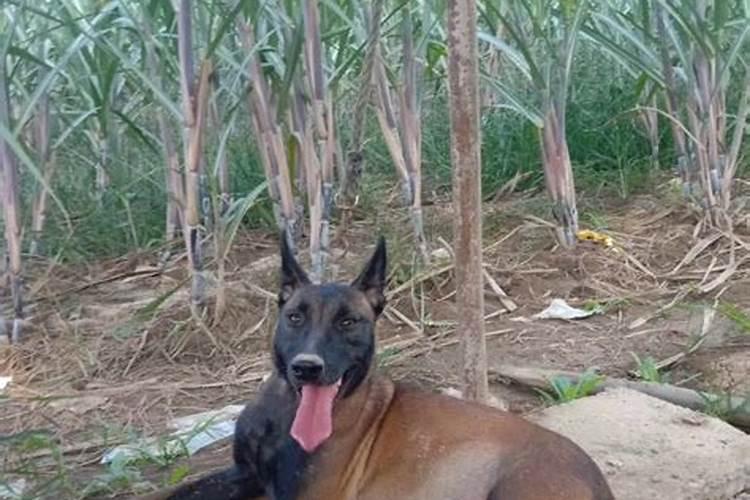 甘蔗增甜最快方法