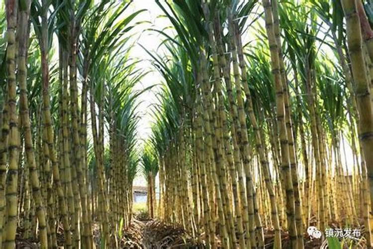 甘蔗黄叶病用什么药效果好 病因及防治方法