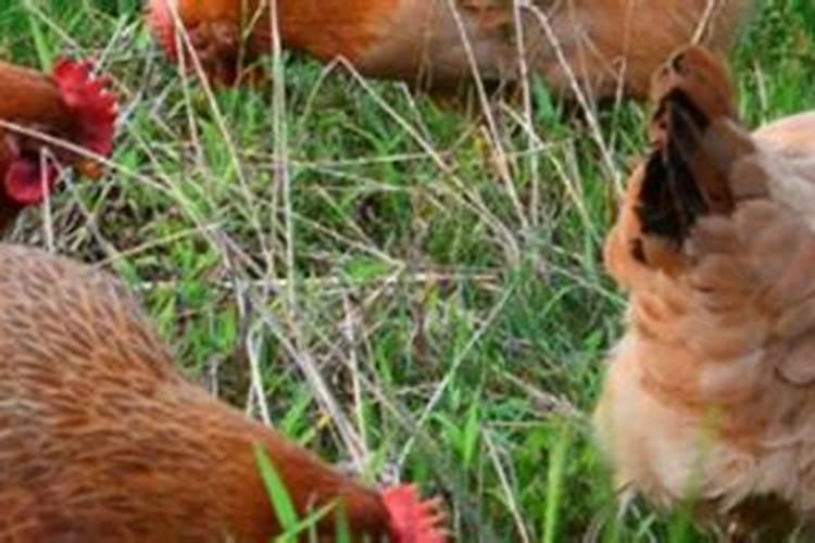 胡萝卜种植施肥技术要点有哪些