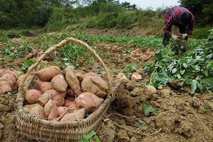 种红薯用哪种肥料做底肥