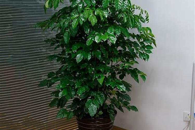 番茄叶片先紫后红是什么原因？如何让番茄叶子变成绿色？