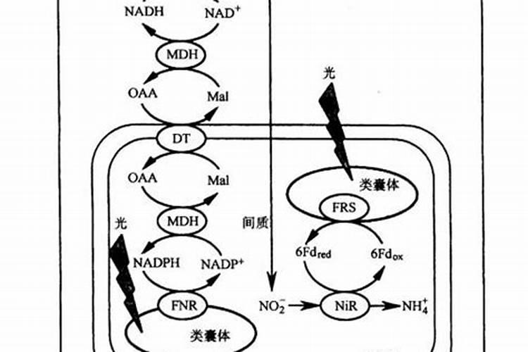 对蔬菜延长光照时间能降低亚硝酸盐含量吗