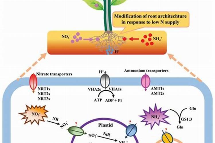 食物中亚硝酸盐的形成