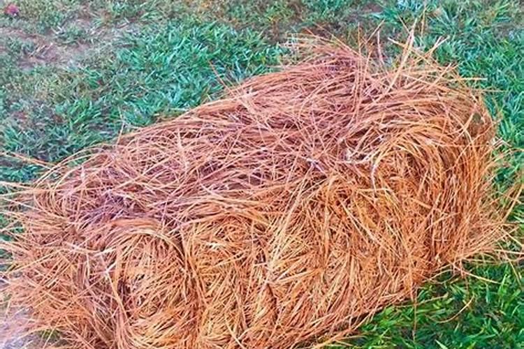 草可以直接埋土里做肥料吗 树叶杂草如何转换有机肥