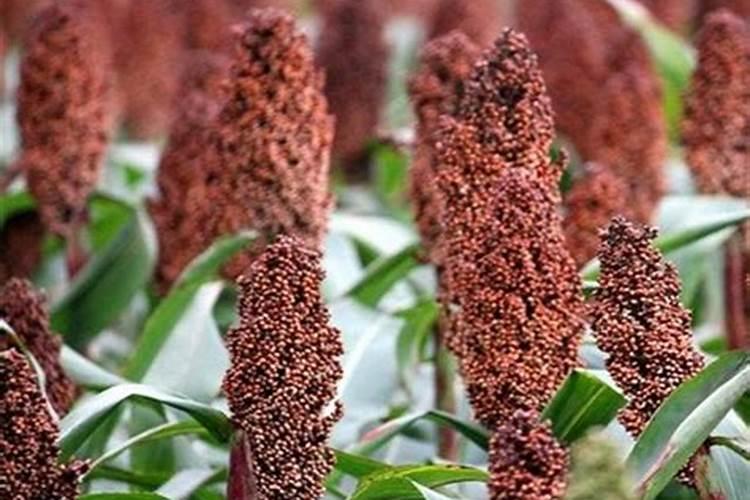 种植高粱都是需要用什么肥料？