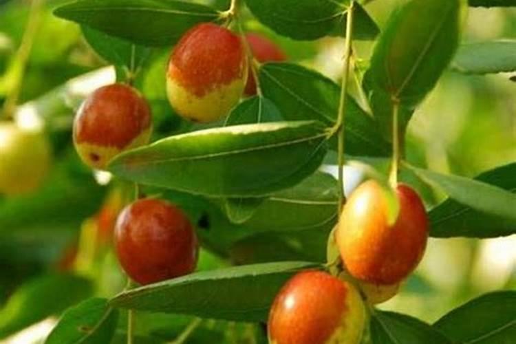 各位朋友们。各位专家们为了枣树的保花保果用什么农药。请建议谢谢...