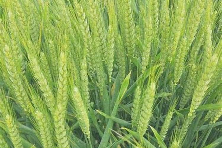 种植小麦底肥施高磷中氮低钾复合肥效果如何？