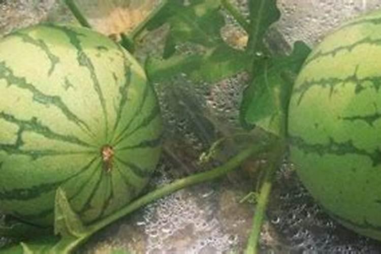 西瓜果实膨大喷啥水溶肥？春季西瓜如何施肥