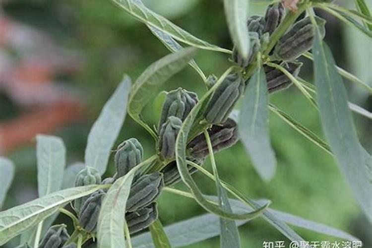 请问芝麻主肥是什么肥料？