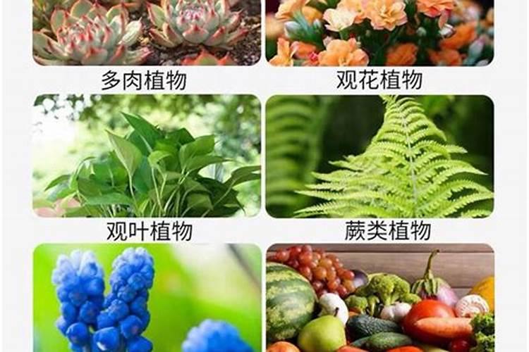 油菜追肥用什么肥料好