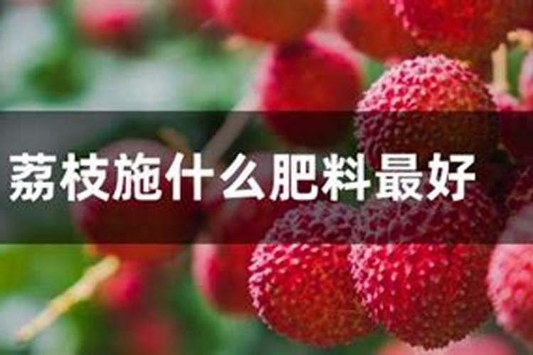 荔枝树生长期适合什么肥料施肥