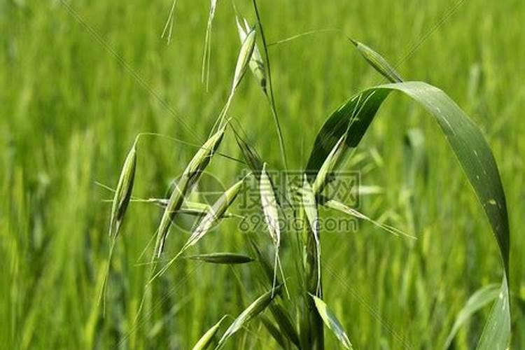 燕麦草刚出苗用什么叶面肥能分蘖磷酸二氢钾积硫酸铵喷施小麦好吧？