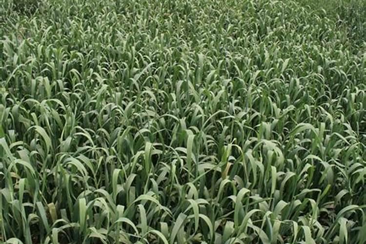 烟台苹果可以在其他城市种植么？口感会有差别么,知道的回答一下