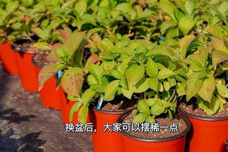 换盆后要不要给绣球花浇水？浇水盆后的浇水方法
