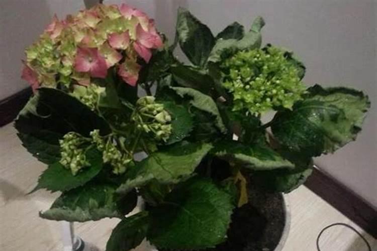 无尽夏绣球花栽了可浇生根粉吗？