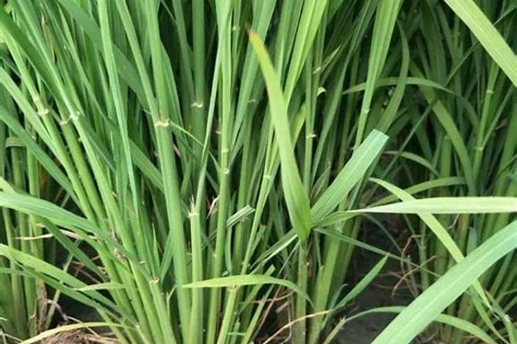 水稻扬花期怕什么