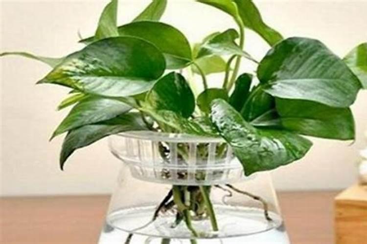 水培绿萝用什么肥料