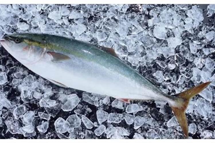 鱼蛋白为什么会发臭？