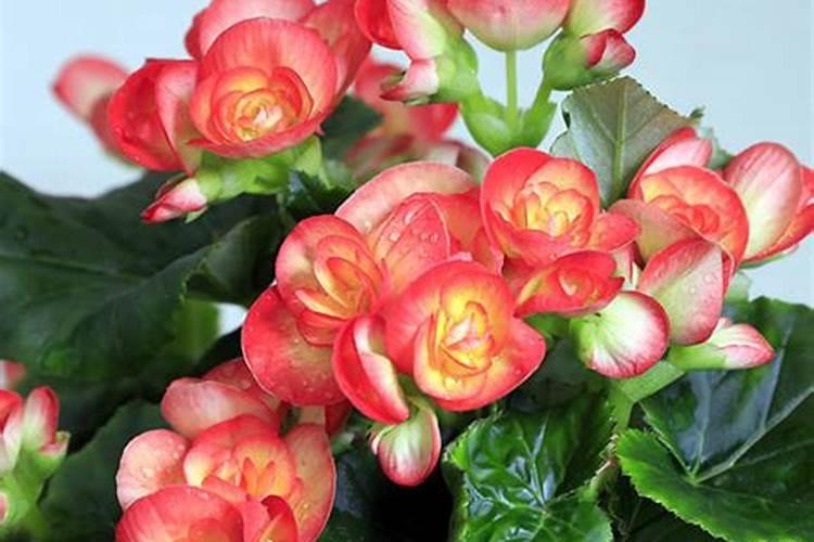 丽格海棠开花能施肥吗