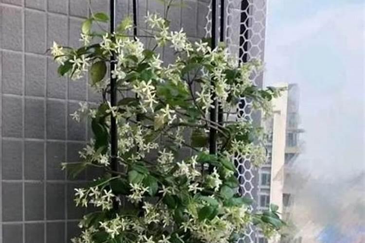 风车茉莉不开花怎么回事
