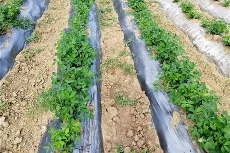 地膜花生的种植技术