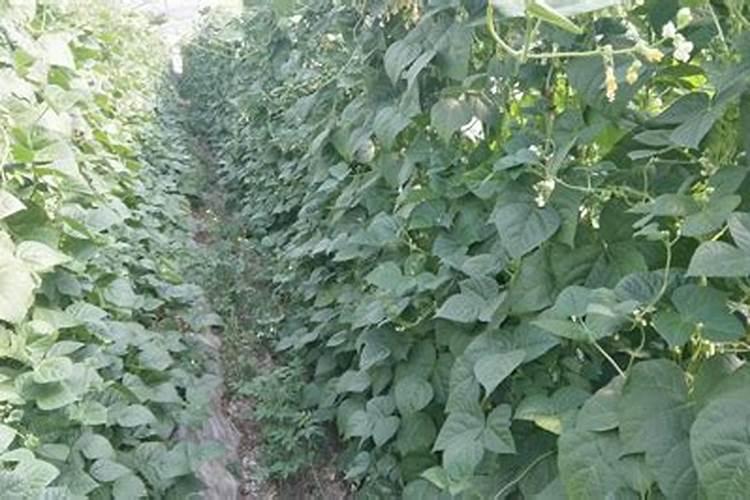 种植四季豆提高产量的施肥技巧有哪些四季豆应该怎么养殖