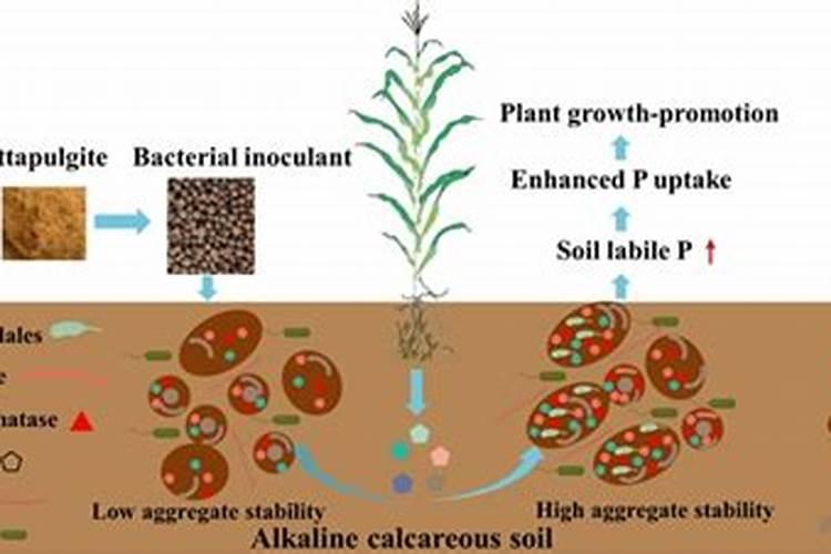 钙铁锌咀嚼片和口服液哪个效果好？
