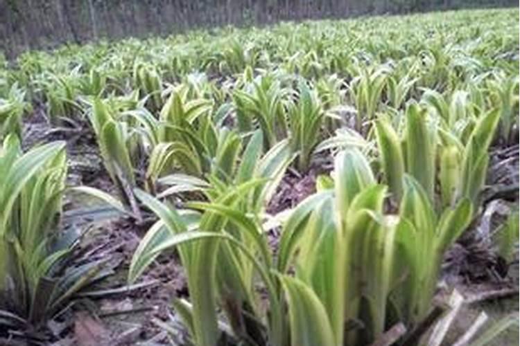 麦冬现在兰肥料用什么化肥最好