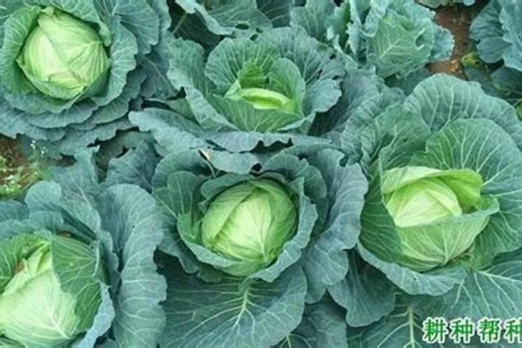 甘蓝菜的施肥方法