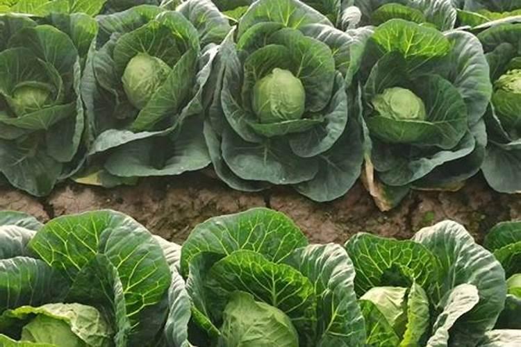 甘蓝移栽后施肥技巧