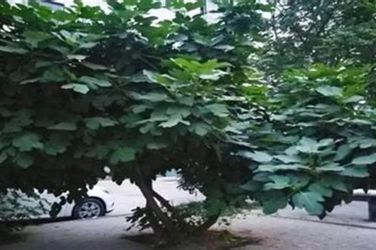 杨树要上什么肥料