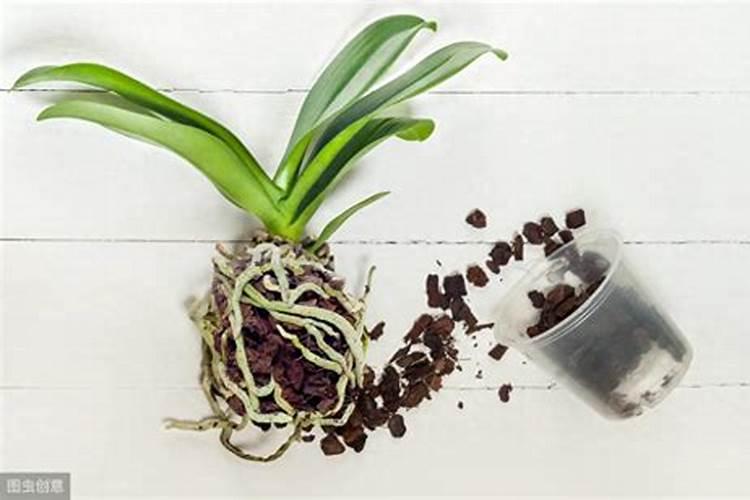 蝴蝶兰长花苞期可不可以施肥