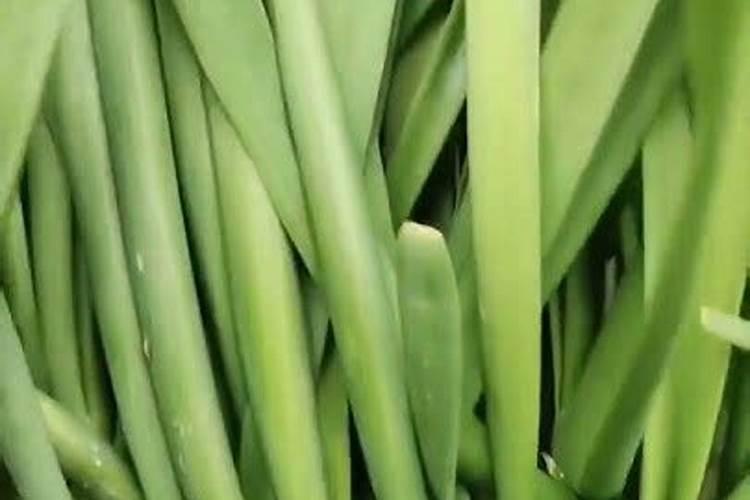 韭菜冲施磷钾肥需要冲多少？